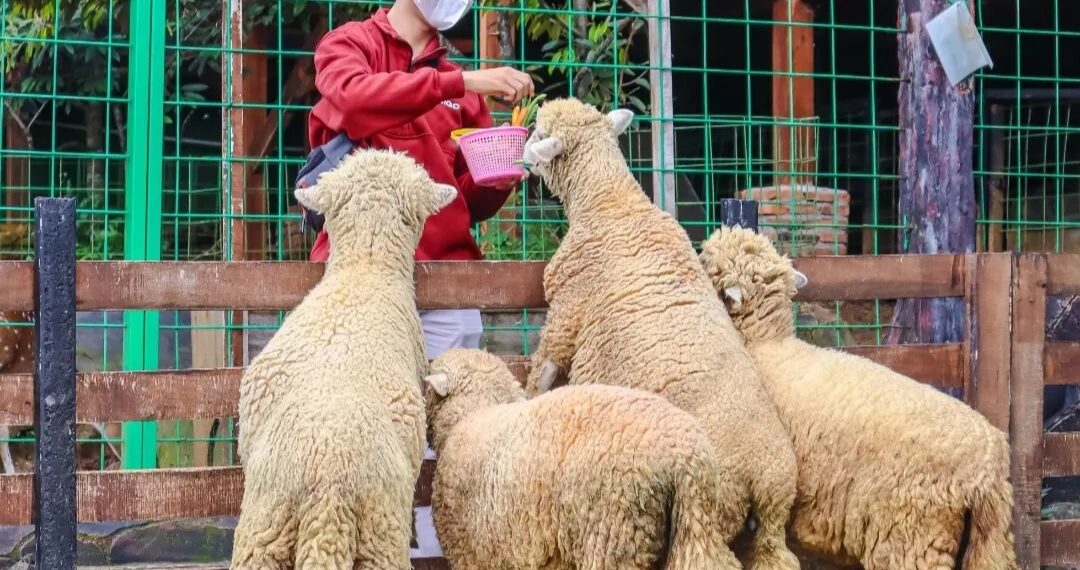 Keseruan memberi makan hewan di The Farm Pancawati. (Instagram @thefarmpancawati)