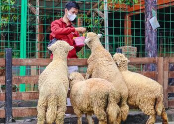 Keseruan memberi makan hewan di The Farm Pancawati. (Instagram @thefarmpancawati)