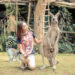 Pengunjung berswafoto dengan Kanguru Australia di wahana edukasi Baby Zoo Taman Safari Bogor. (Foto: Dok Taman Safari Bogor)